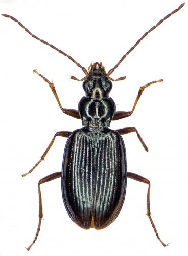 Bembidion longipes